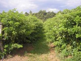 Gergal